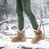 Women Ladies Snow Boots Super Soft Fabric Mid-Calf Winter Shoes Thickened Plush Warm Lining Shoes w/ Anti-slip Rubber Base Bowknot